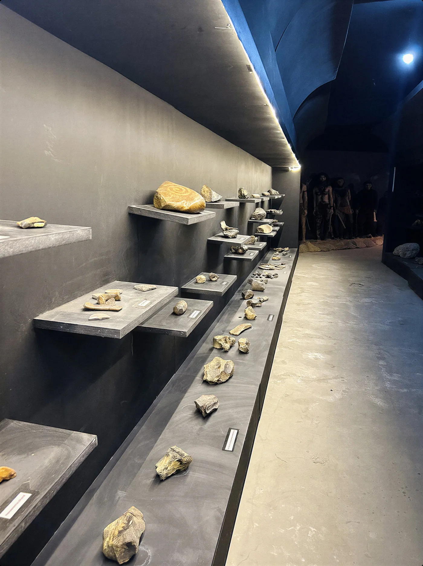 Corredor da galeria de fósseis, com rochas e fósseis expostos em prateleiras iluminadas.