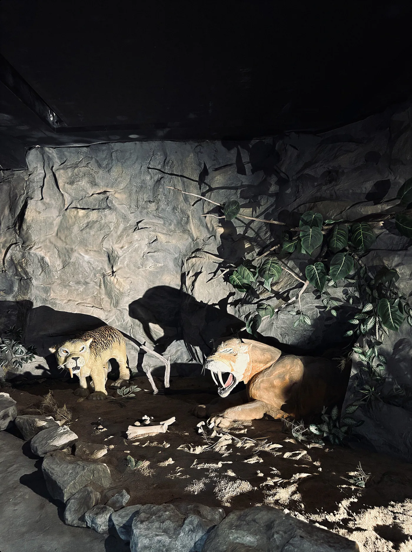 Reconstrução de um tigre-dentes-de-sabre rugindo, com as sombras projetadas na parede de pedra.