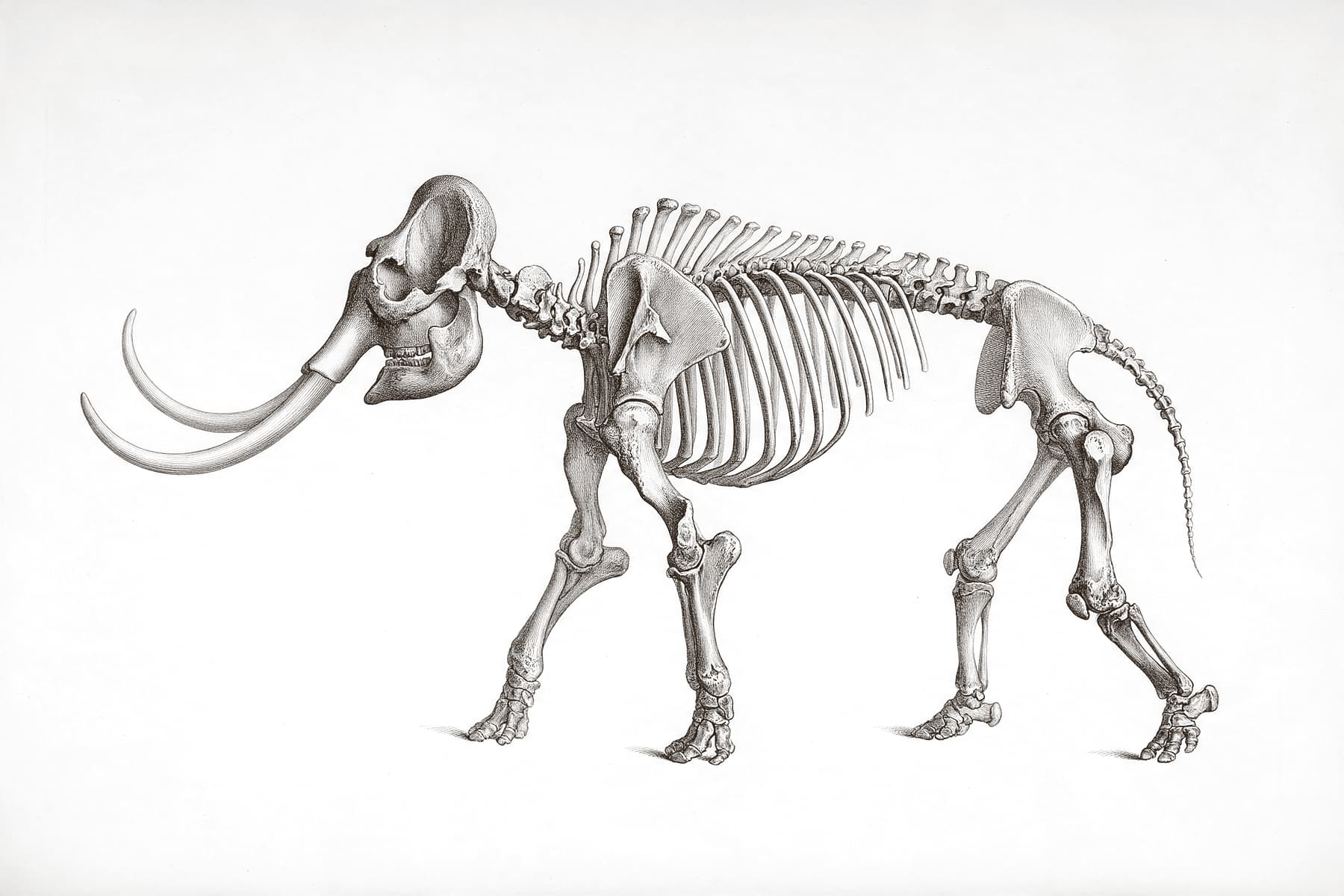 Ilustração em estilo de gravura científica do esqueleto de um mastodonte visto de lado, com as presas curvas.